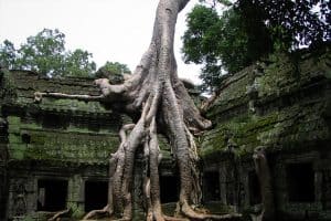 Read more about the article All About Ta Prohm Temple – The Tomb Raider Temple
